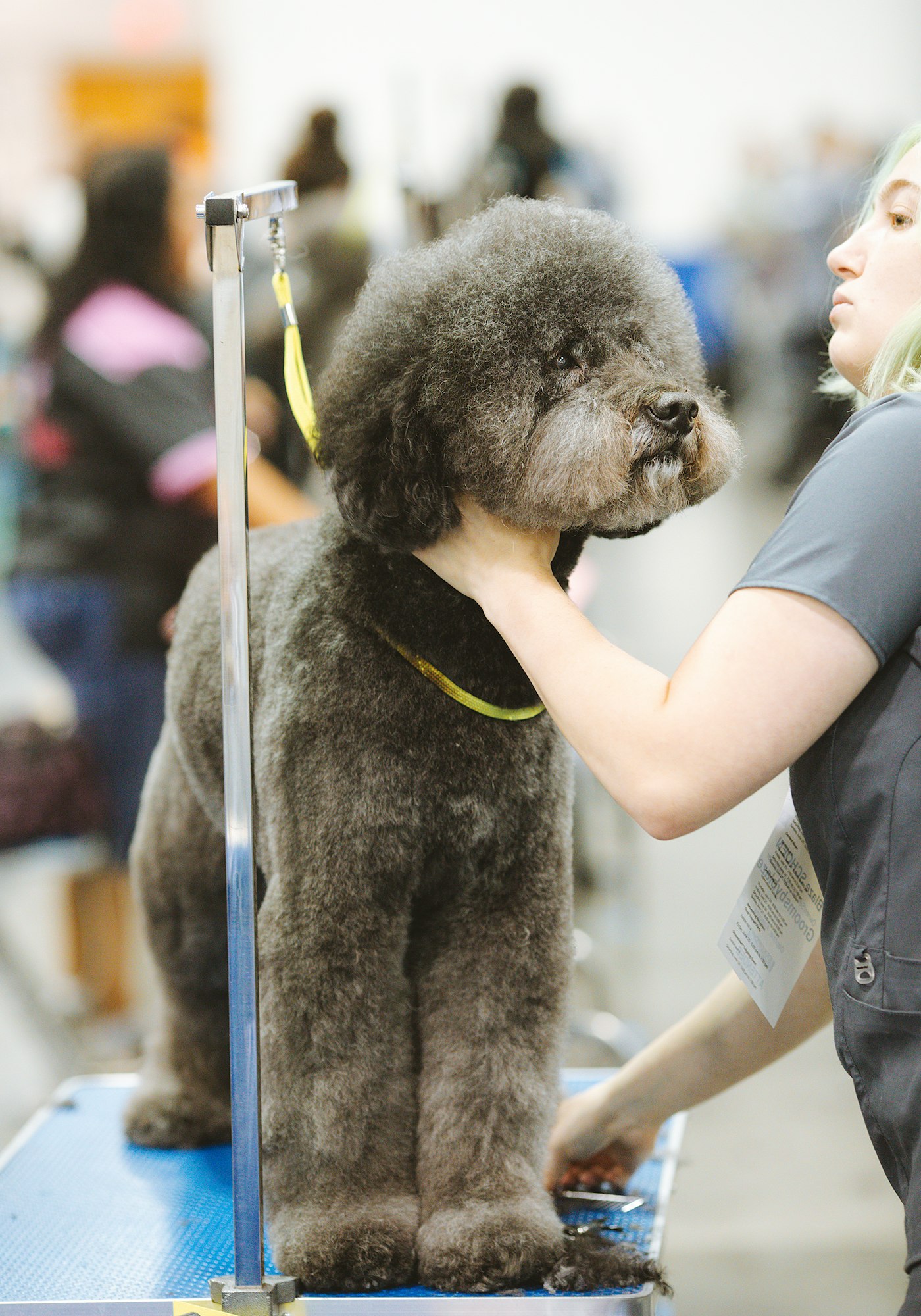 A groomer shaping a poodle's coat on a grooming table