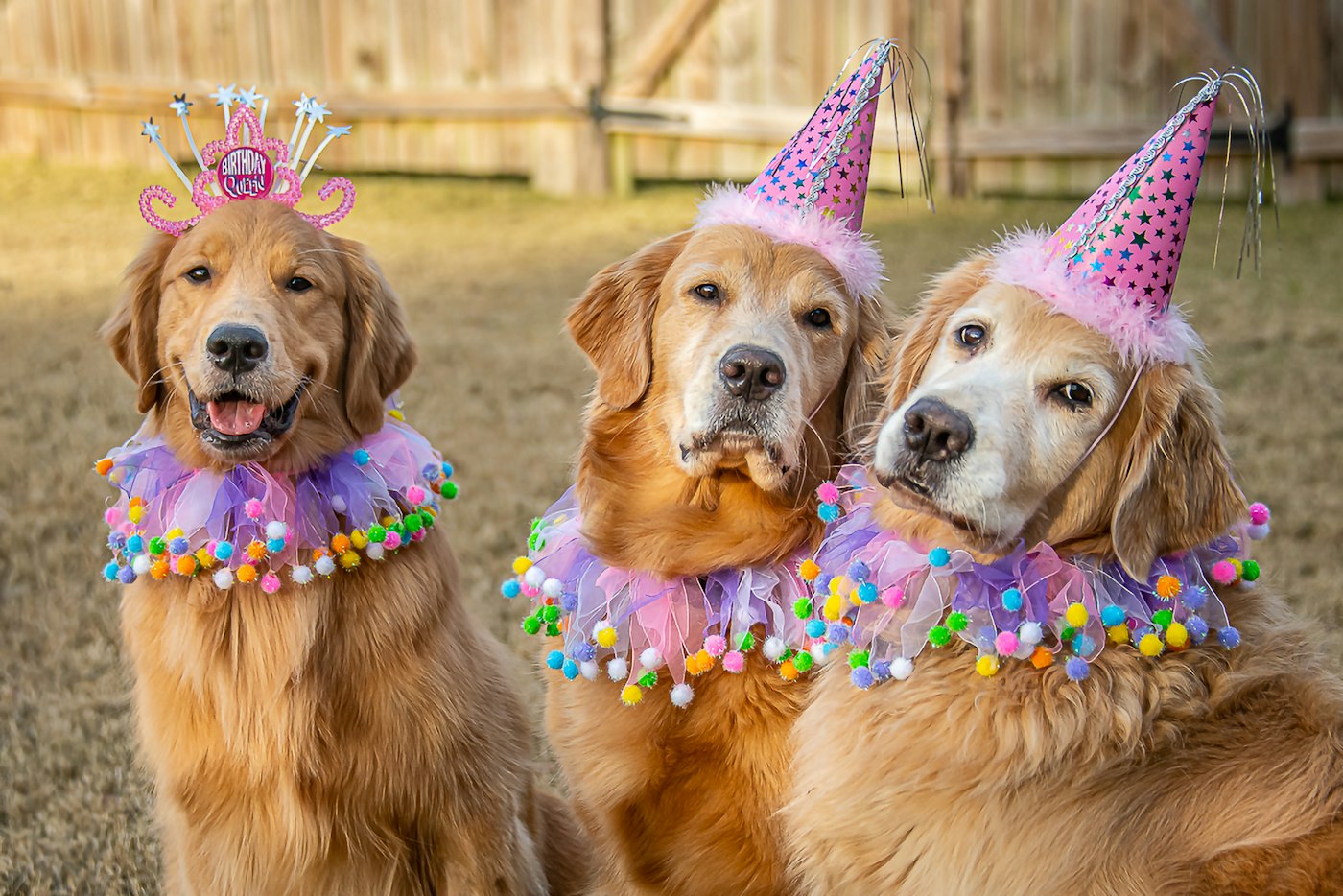 Two golden retrievers in party hats at a dog celebration