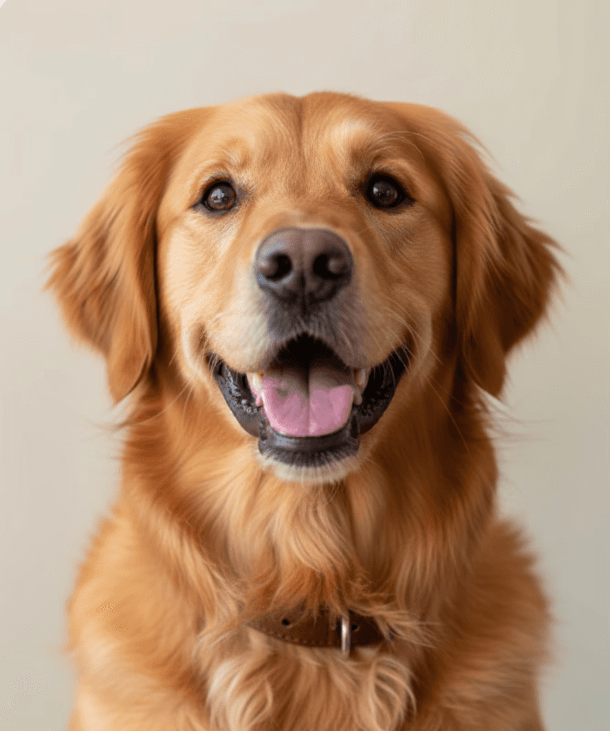 Freshly groomed golden dog