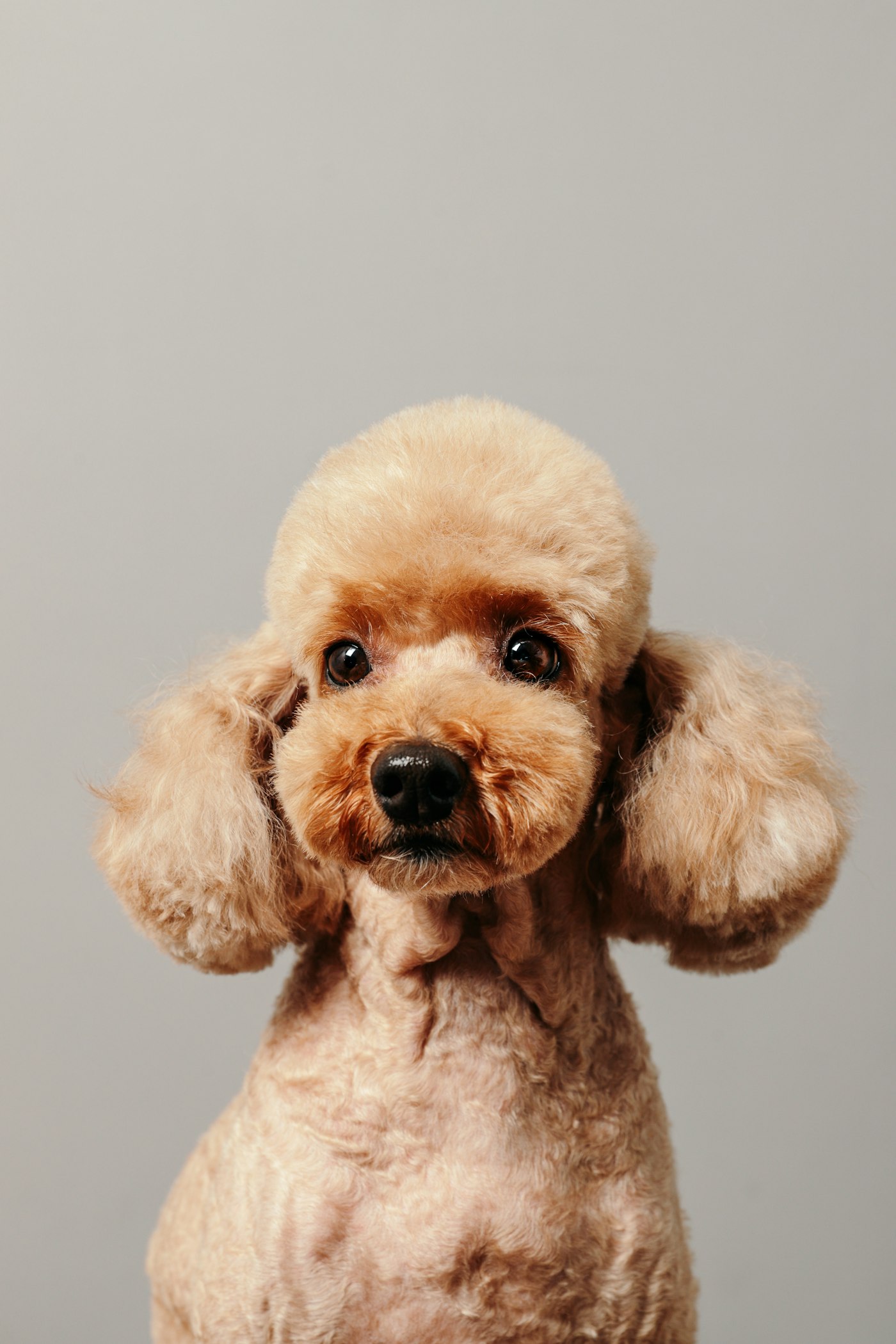 A freshly groomed dog, The Cristal package