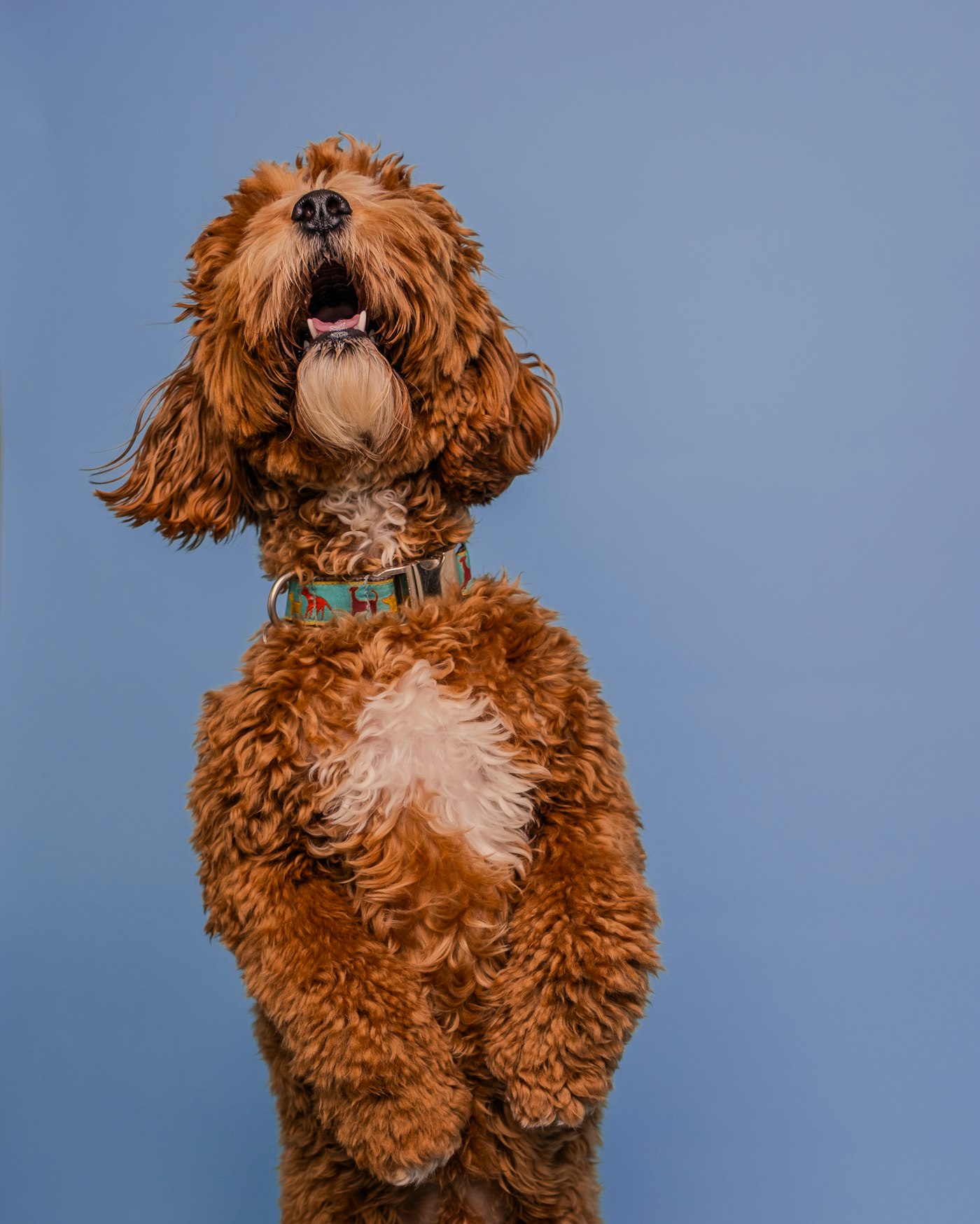 A freshly groomed dog, The Vintage package